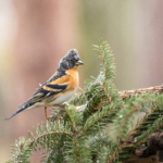 Marraskuun uutiskirje on julkaistu!