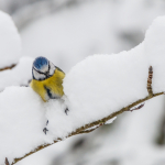 Helmikuun uutiskirje on ilmestynyt