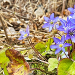 Huhtikuun uutiskirje on ilmestynyt!